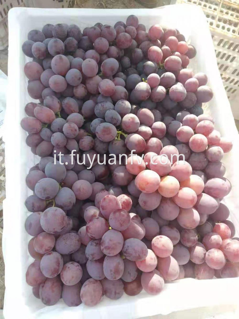 Best Quality Of Xinjiang Grapes